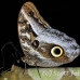 butterfly_la_h_0847_ecu2897.jpg